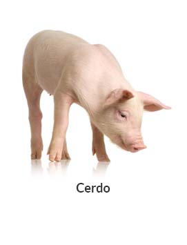 Cerdo